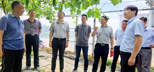 04在我校合阳葡萄试验示范站调研_副本.jpg