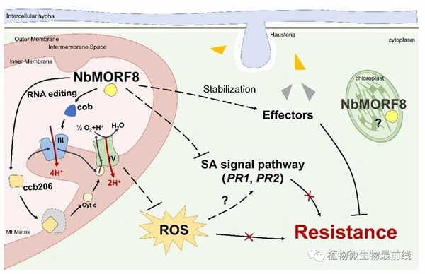 NbMORF8在植物与病原菌互作中的免疫功能机制模式图_副本.jpg